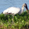 Woodstork at Bob's House